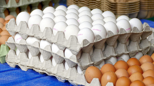 Yumurta büyüklüğünün kontrol altına alınması ve erken dönemde daha büyük yumurtalar elde etmenin yolları